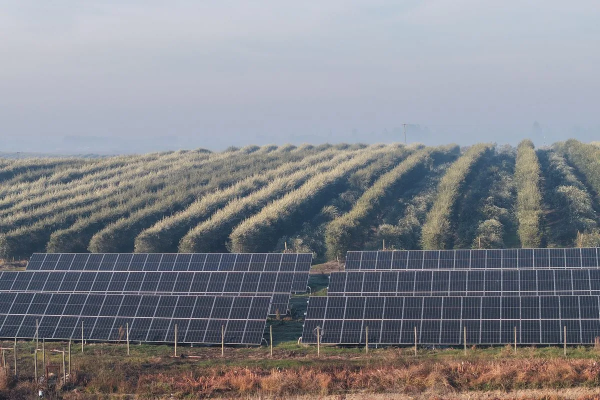 Planta San Rafael integrada a los surcos de un huerto